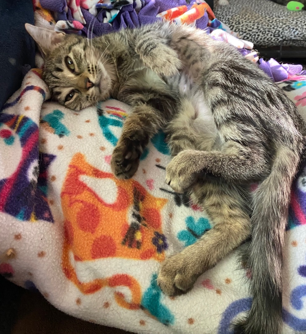 Beatrix , a Adoptable Tabby in Goshen, IN image 4/13