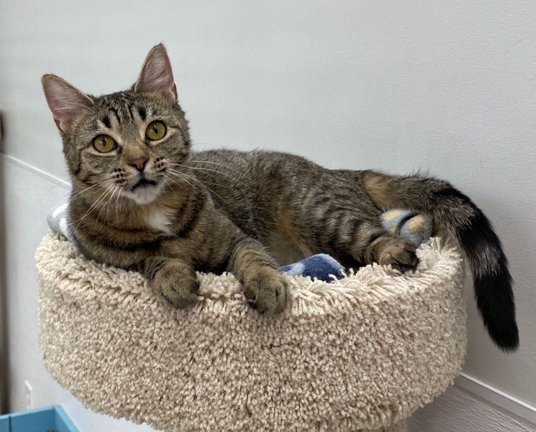 Beatrix , a Adoptable Tabby in Goshen, IN image 5/13