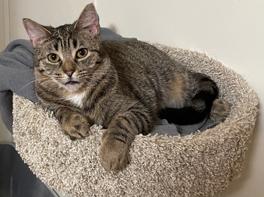 Beatrix , a Adoptable Tabby in Goshen, IN image 6/13