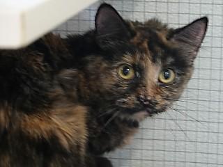 Enlarge Rowan, a ADOPTABLE mixed breed in Anaconda, MT image 1/1