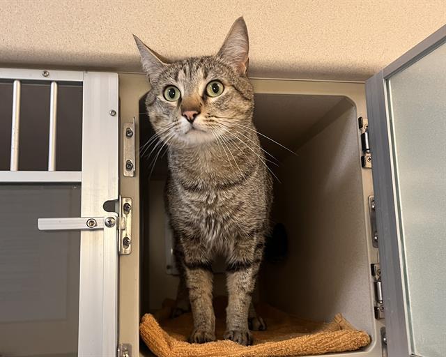 PATHFINDER, Adoptable, Adult Male Domestic Short Hair.