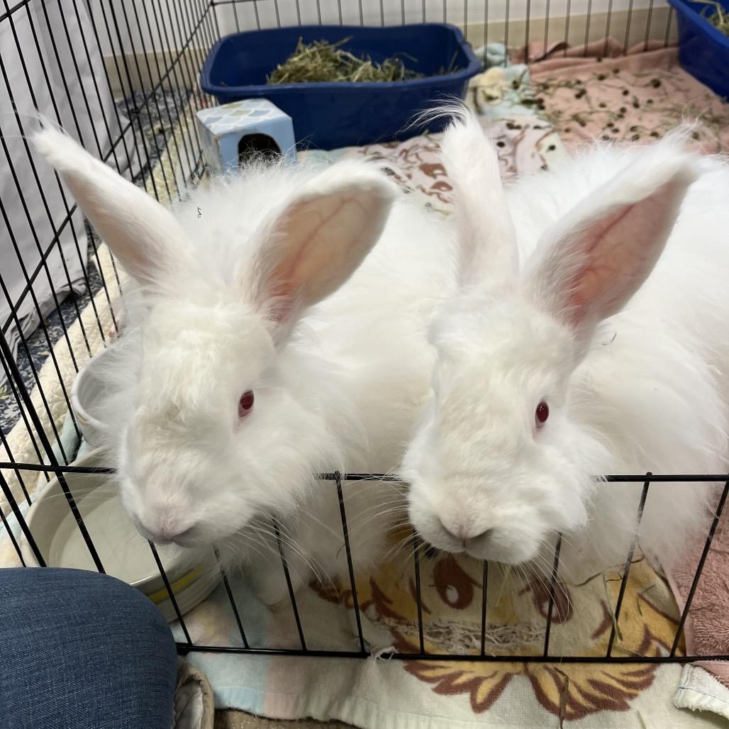 Enlarge Dixie, a Adoptable Angora Rabbit in Bedford, NH image 1/4