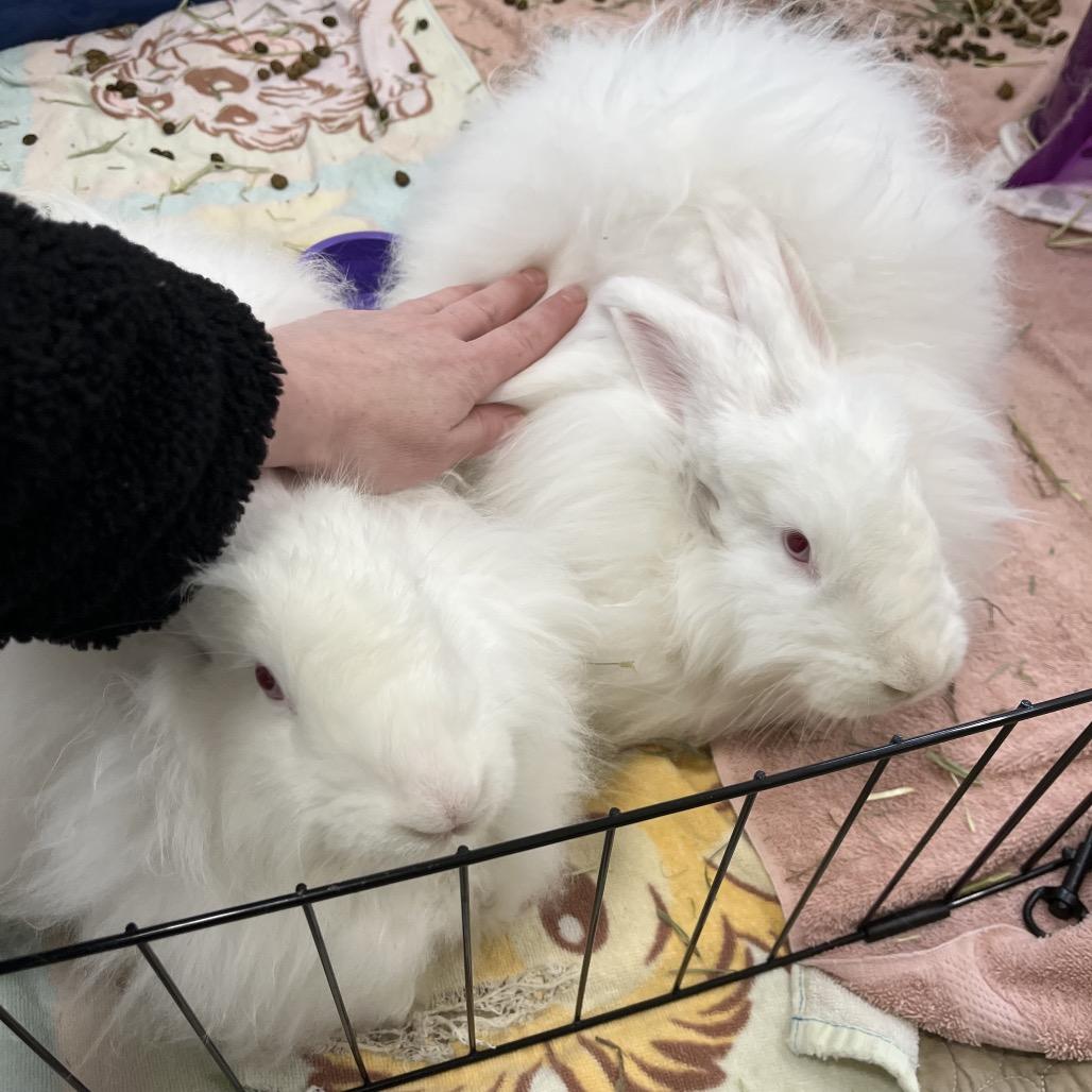 Enlarge Dixie, a Adoptable Angora Rabbit in Bedford, NH image 2/4