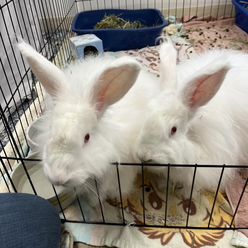 Enlarge Dixie, a Adoptable Angora Rabbit in Bedford, NH image 3/4