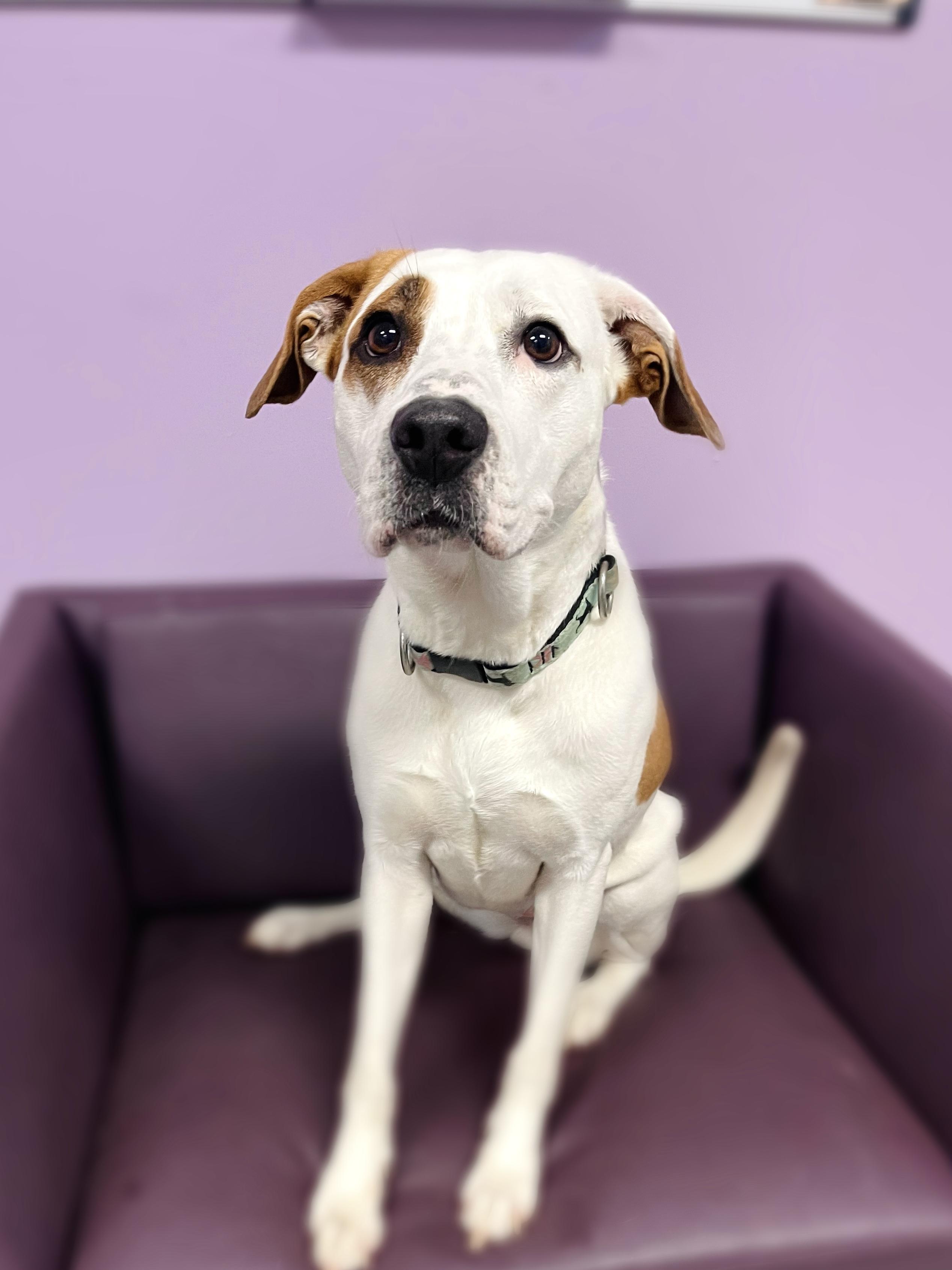 (Sponsored Fee) Beno in NH! Come Meet our Adoptable Dogs Wednesday-Saturday. More info in Bio!, a ADOPTABLE mixed breed in Manchester, NH image 4/4