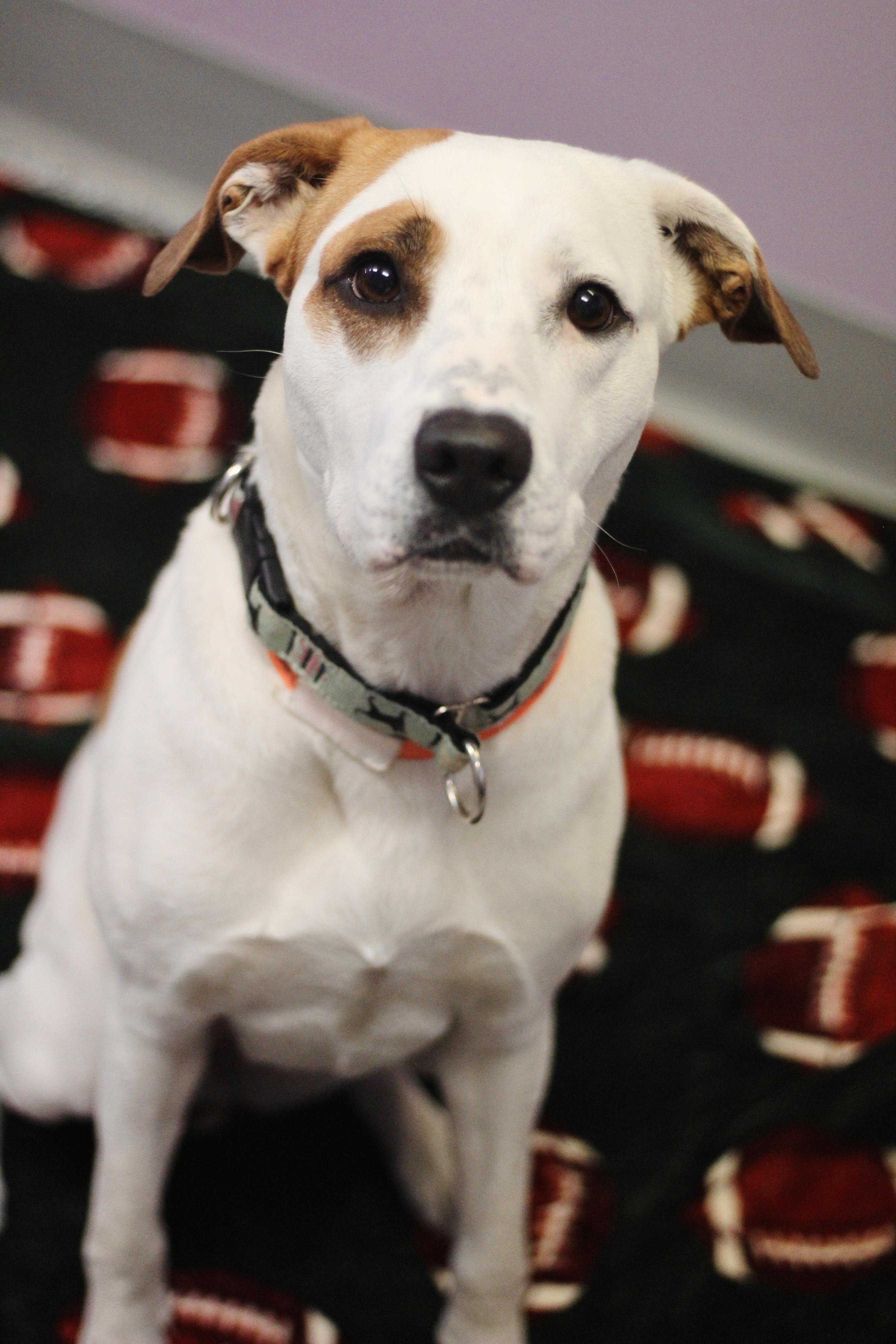 (Sponsored Fee) Beno in NH! Come Meet our Adoptable Dogs Wednesday-Saturday. More info in Bio!, a ADOPTABLE mixed breed in Manchester, NH image 2/4