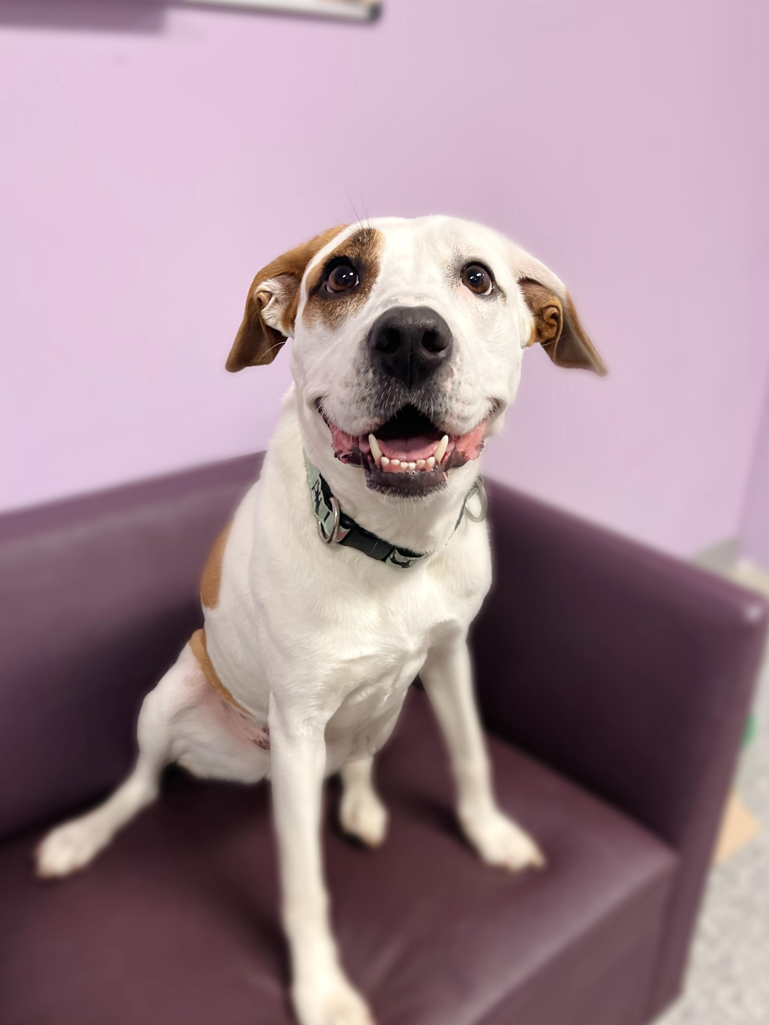 (Sponsored Fee) Beno in NH! Come Meet our Adoptable Dogs Wednesday-Saturday. More info in Bio!, a ADOPTABLE mixed breed in Manchester, NH image 3/4