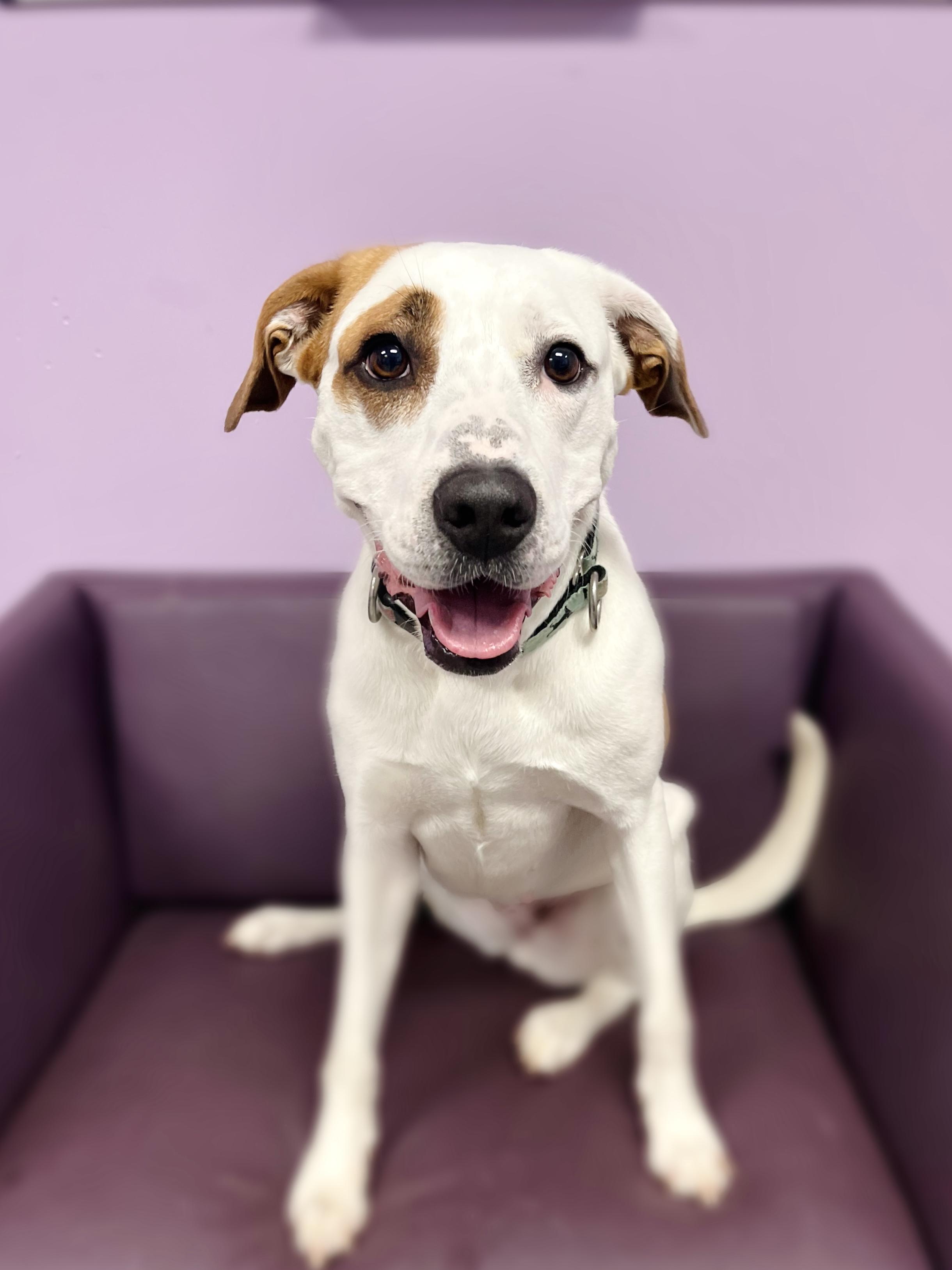 (Sponsored Fee) Beno in NH! Come Meet our Adoptable Dogs Wednesday-Saturday. More info in Bio!, a ADOPTABLE mixed breed in Manchester, NH image 1/4