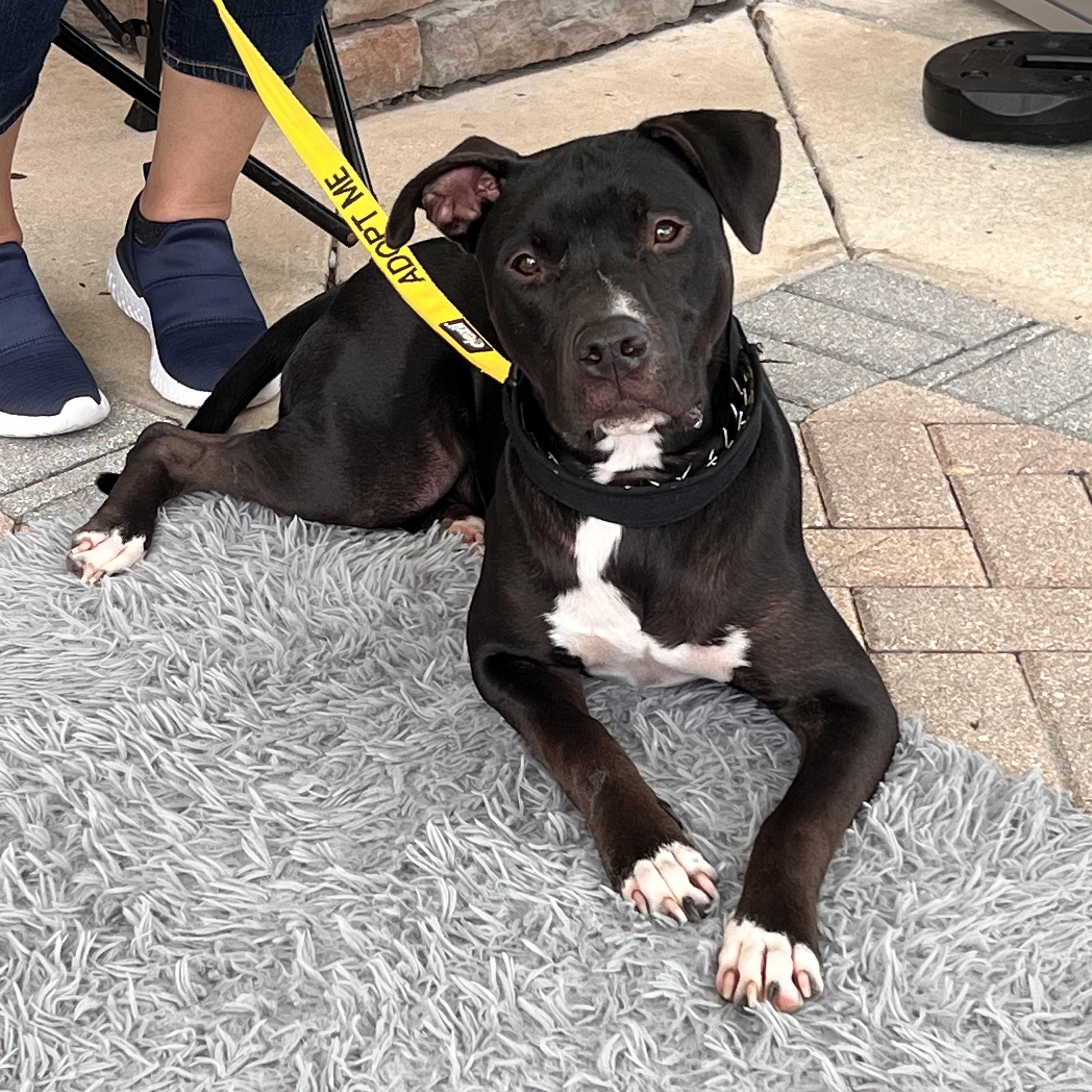 Enlarge Meet Handsome Nigel, a Adoptable mixed breed in Palm Coast, FL image 2/5