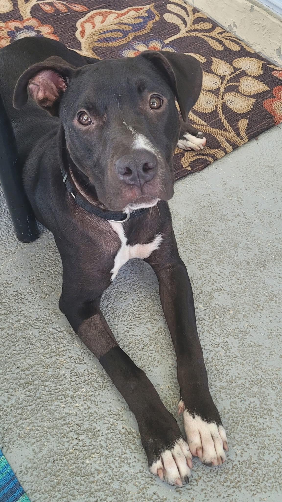 Meet Handsome Nigel, Adoptable, Young Male Pit Bull Terrier.