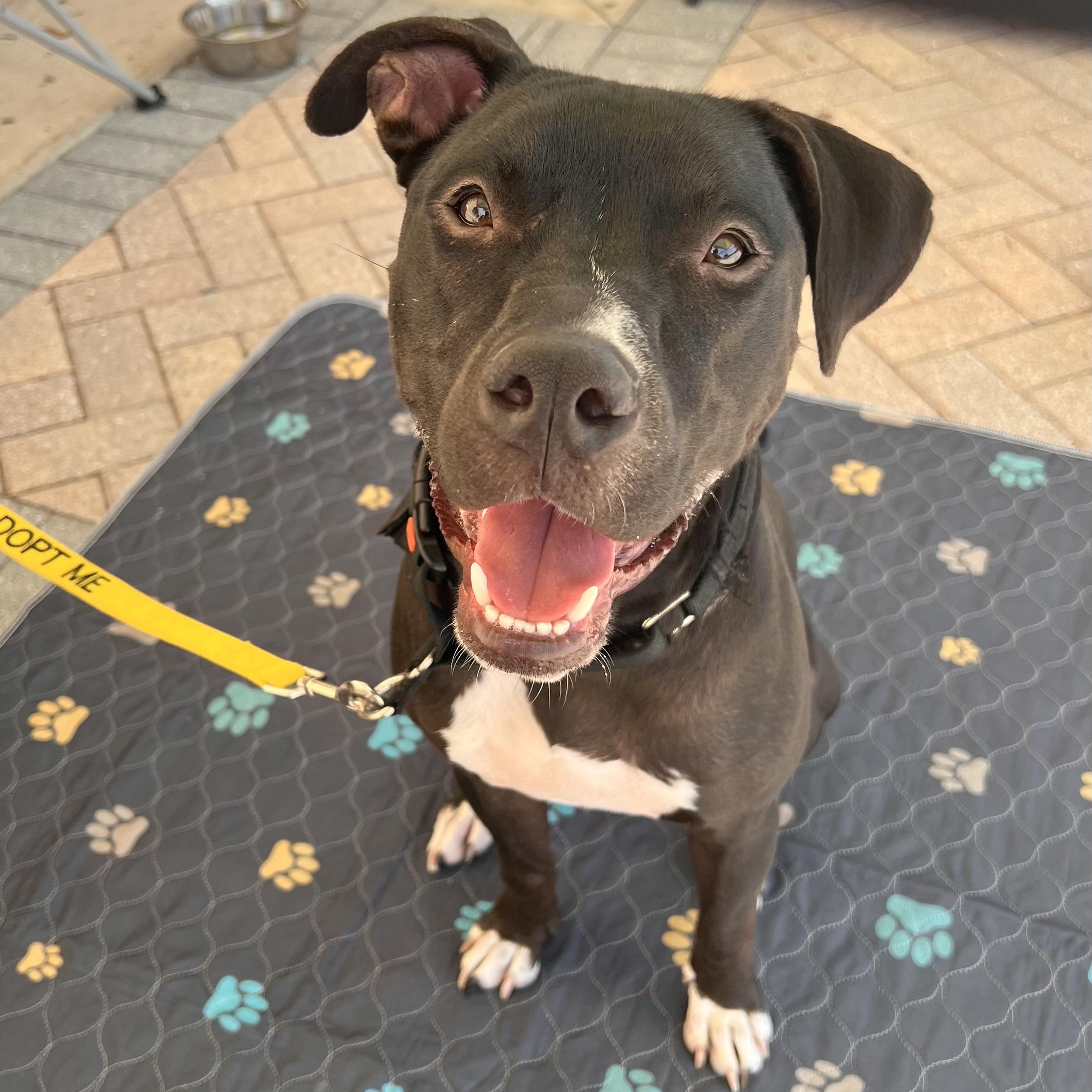 Enlarge Meet Handsome Nigel, a Adoptable mixed breed in Palm Coast, FL image 4/5