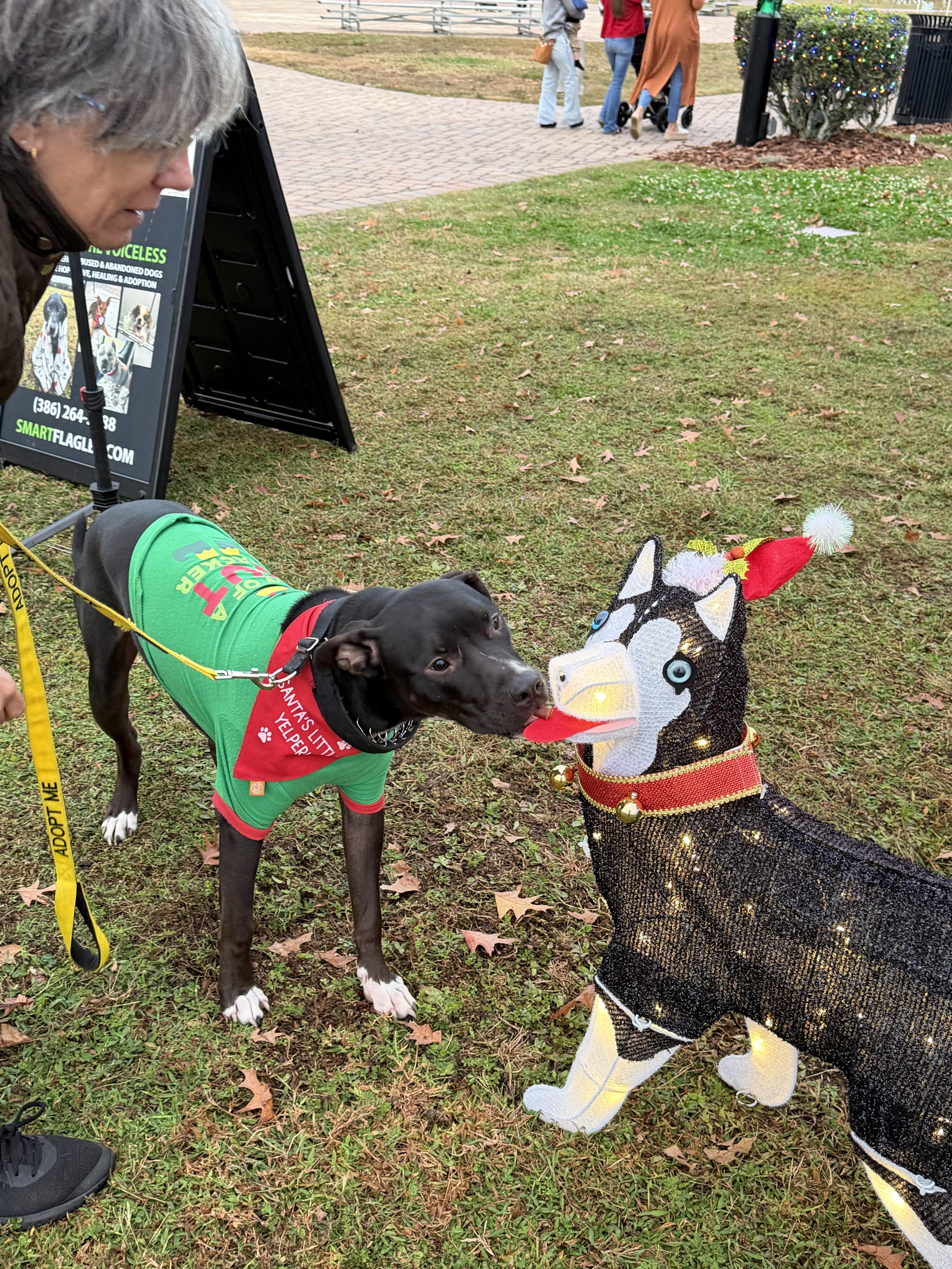 Enlarge Meet Handsome Nigel, a Adoptable mixed breed in Palm Coast, FL image 3/5