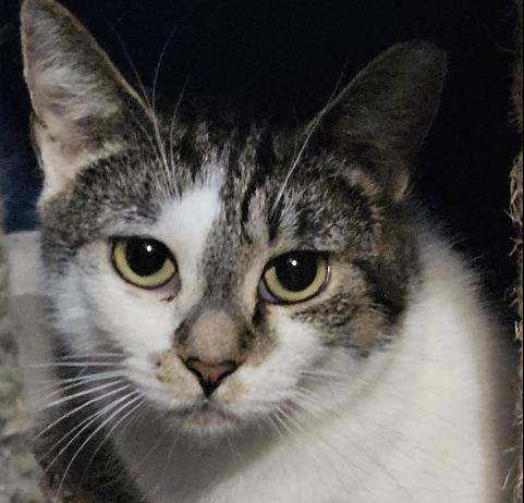 Cassie, Adoptable, Adult Female Domestic Short Hair.