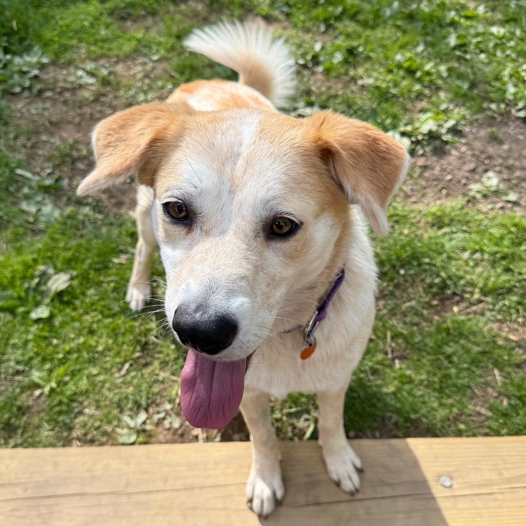 Sasha, Adoptable, Young Female Cattle Dog.
