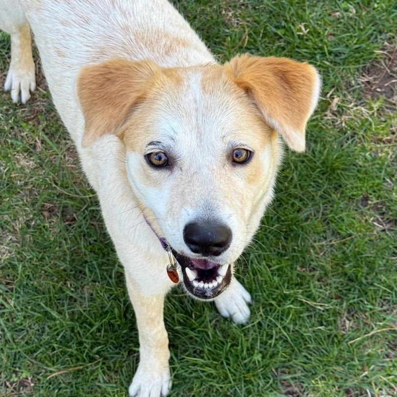 Sasha, a Adoptable Cattle Dog in New Fairfield, CT image 2/6