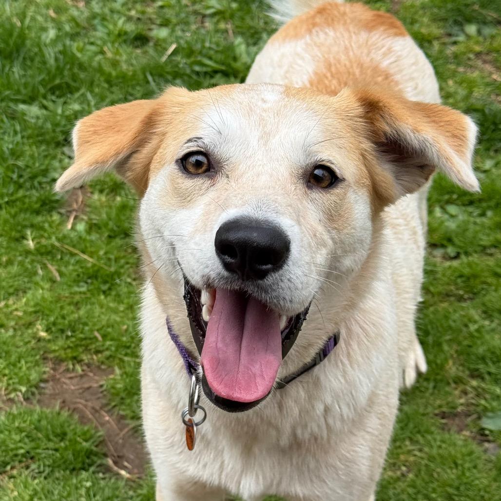 Sasha, a Adoptable Cattle Dog in New Fairfield, CT image 3/6