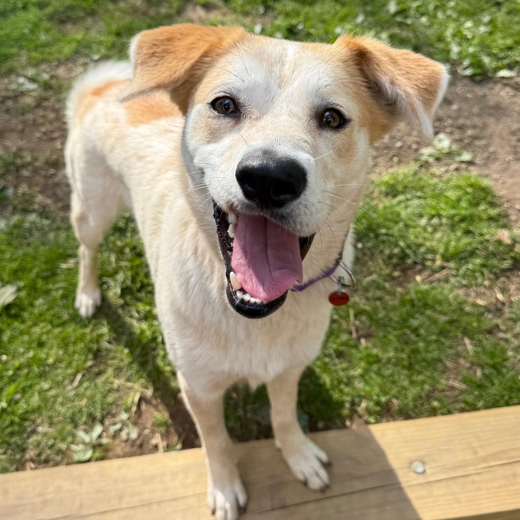 Sasha, a Adoptable Cattle Dog in New Fairfield, CT image 4/6