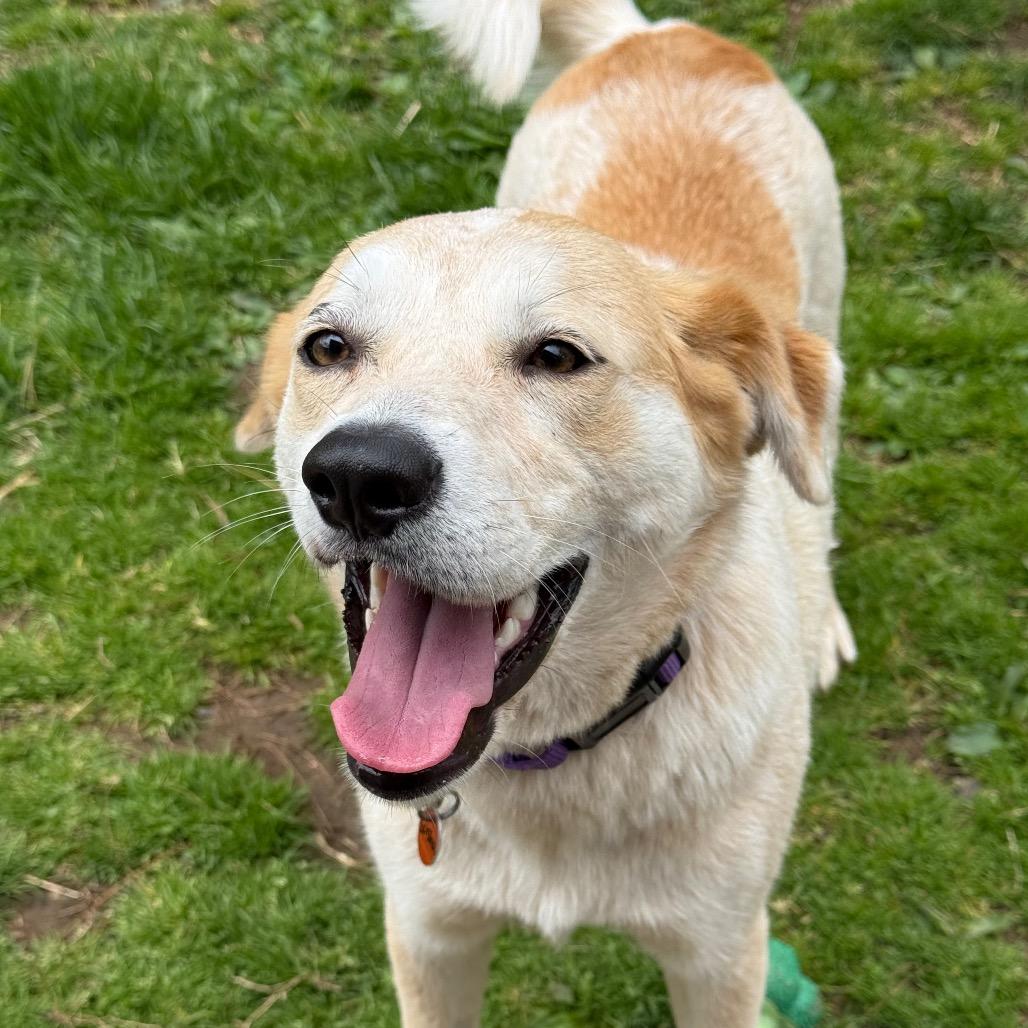Sasha, a Adoptable Cattle Dog in New Fairfield, CT image 5/6