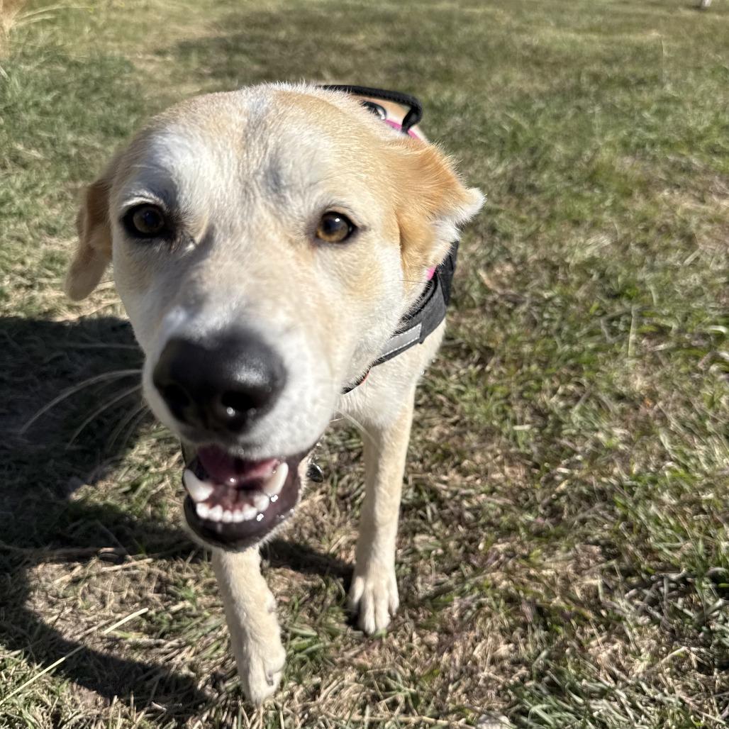 Sasha, a Adoptable Cattle Dog in New Fairfield, CT image 6/6