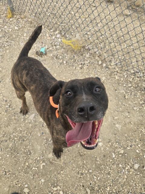 GRIZZY, Adoptable, Adult Male Pit Bull Terrier.