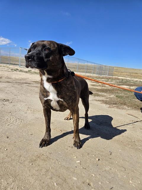 GRIZZY, Adoptable, Adult Male Pit Bull Terrier.