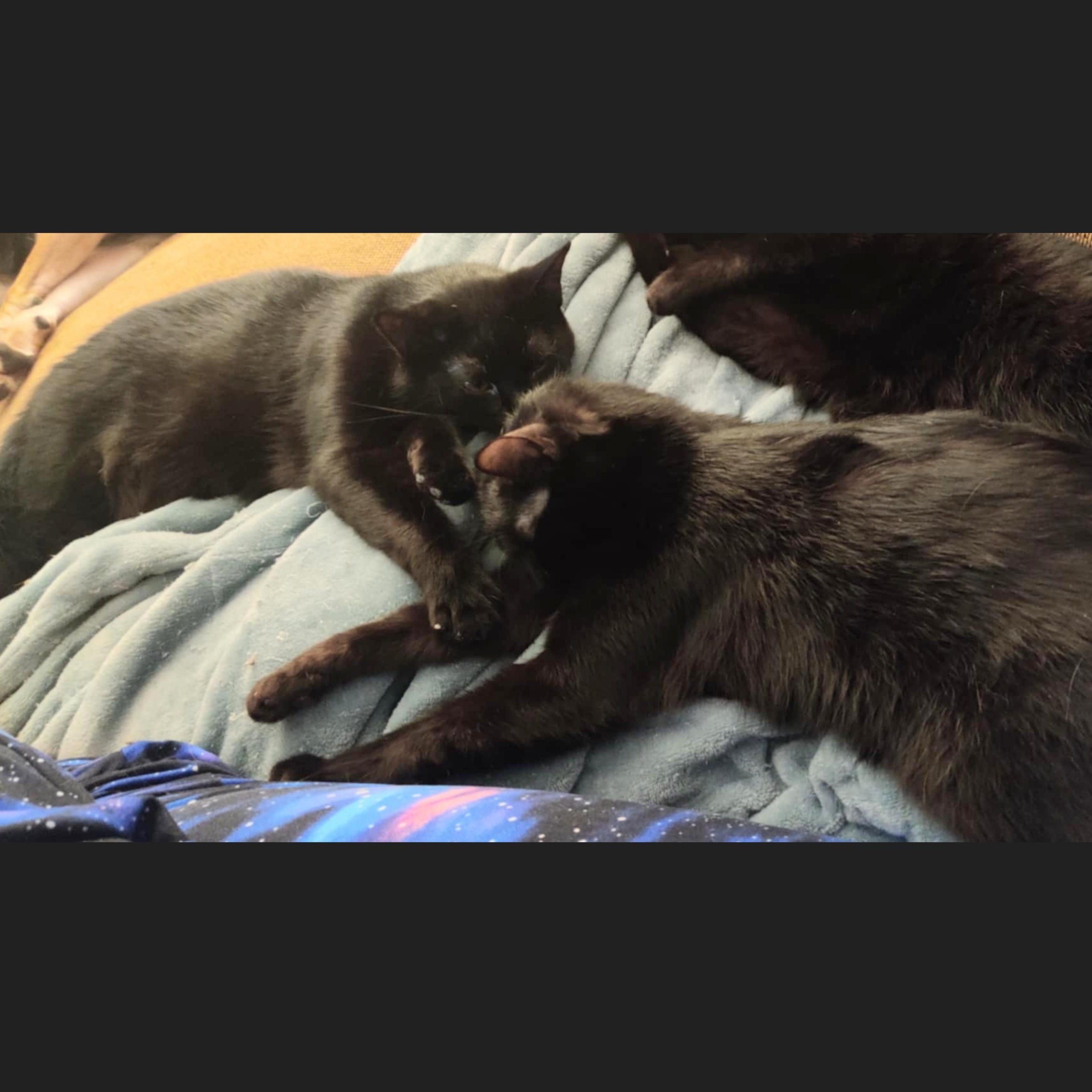 Dexter & Darling *BONDED*