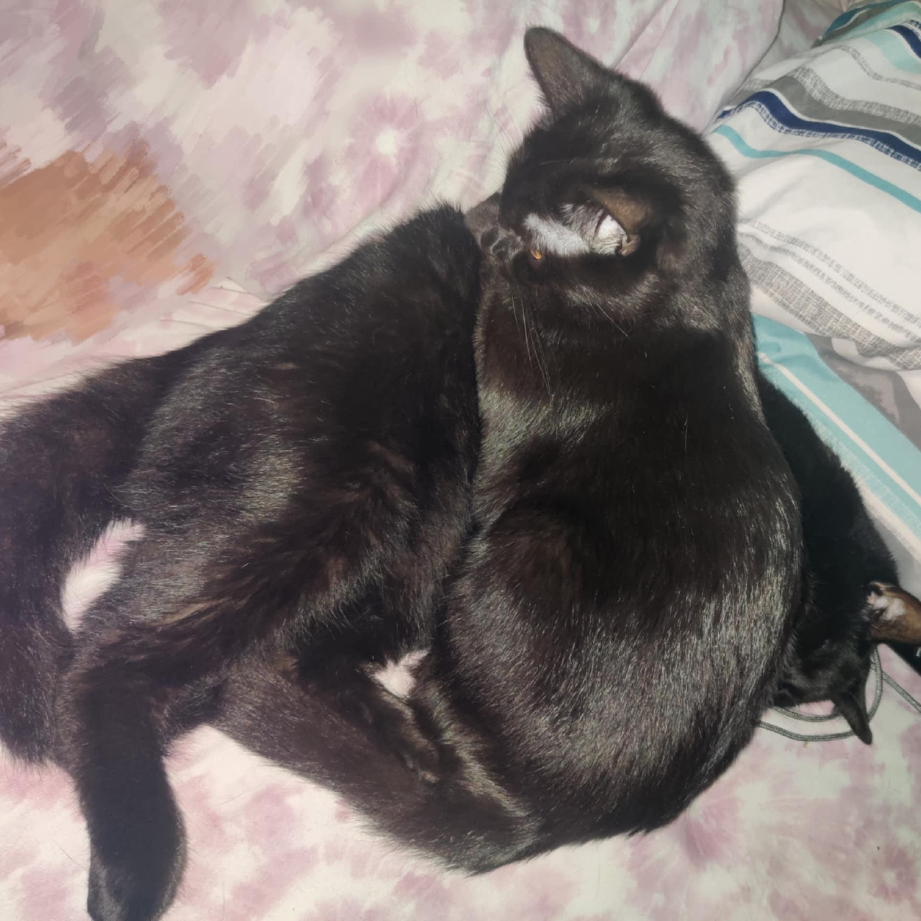 Dexter & Darling *BONDED*