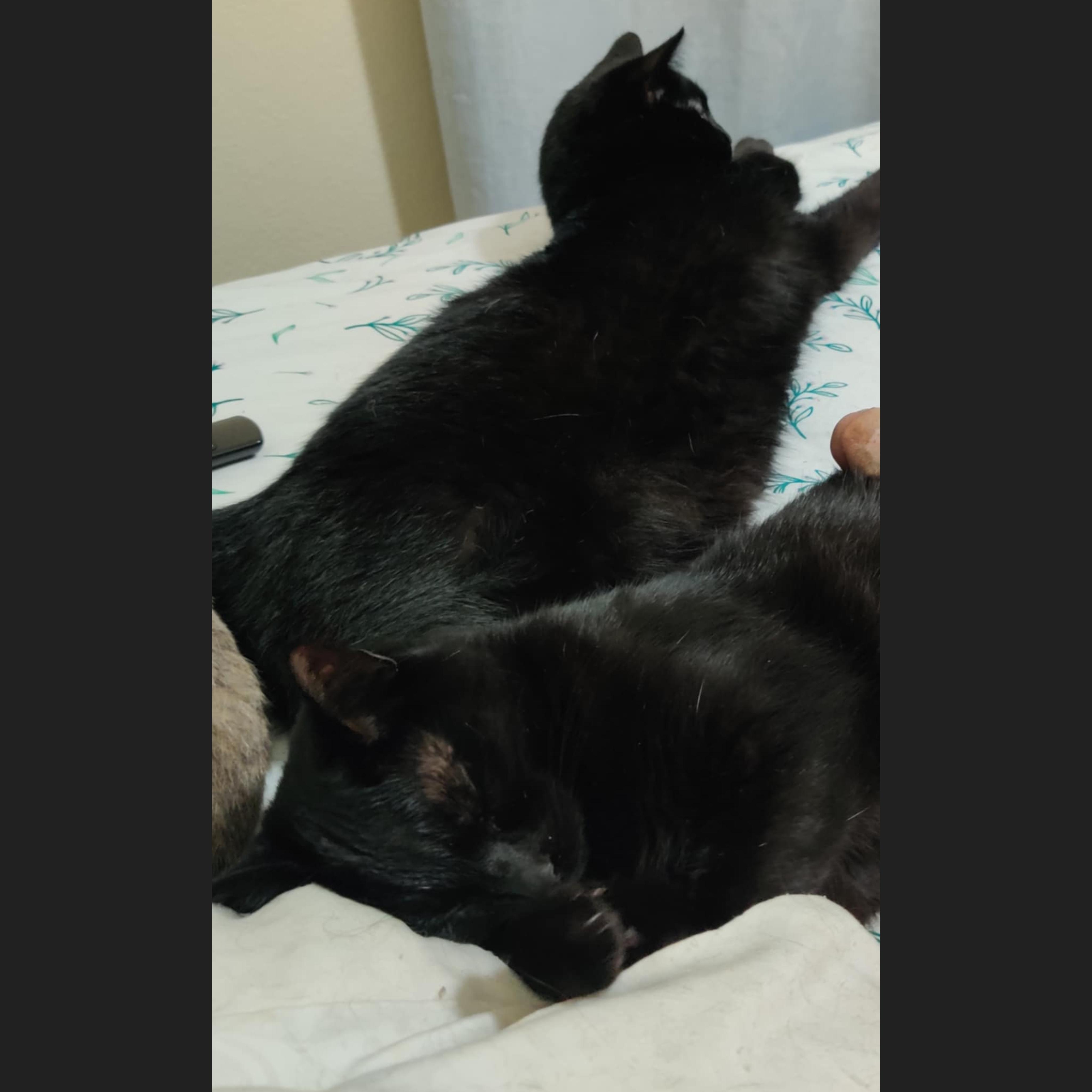 Dexter & Darling *BONDED*