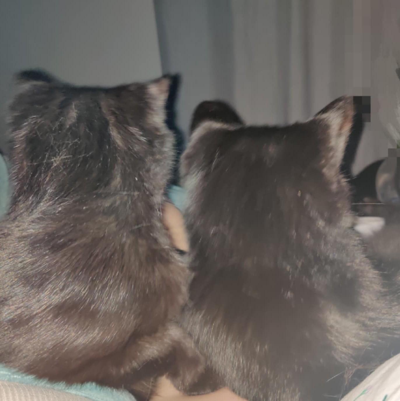 Dexter & Darling *BONDED*