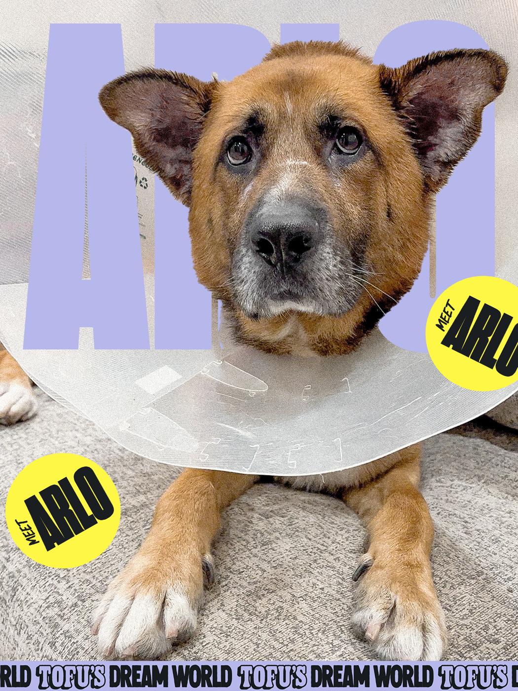 Enlarge Arlo, a Adoptable mixed breed in Los Angeles, CA image 5/6