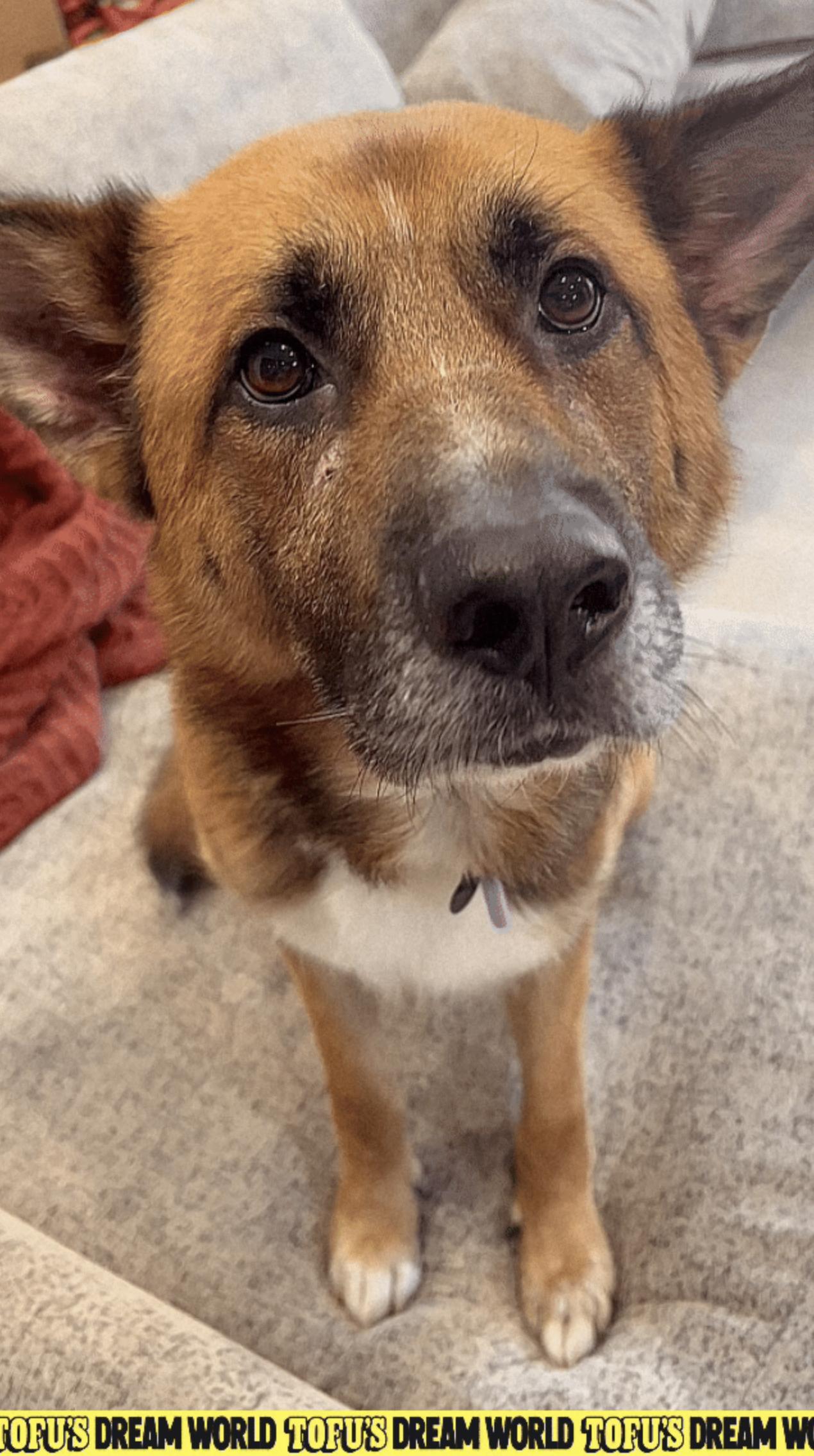 Enlarge Arlo, a Adoptable mixed breed in Los Angeles, CA image 3/6