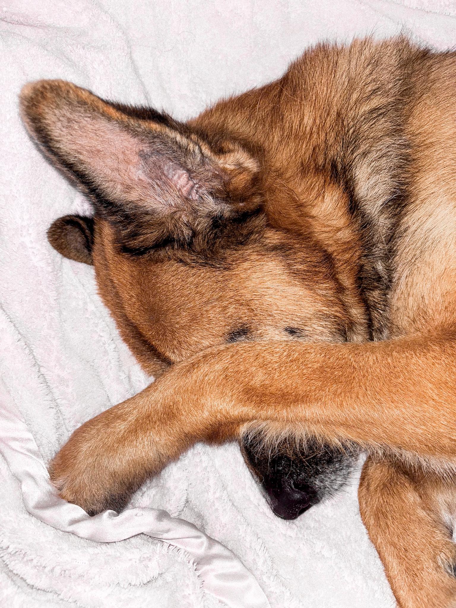 Enlarge Arlo, a Adoptable mixed breed in Los Angeles, CA image 1/6