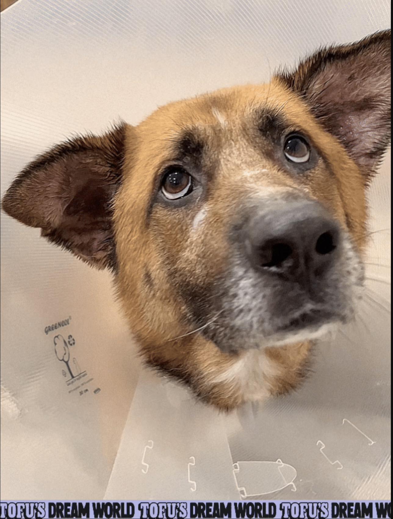 Enlarge Arlo, a Adoptable mixed breed in Los Angeles, CA image 6/6