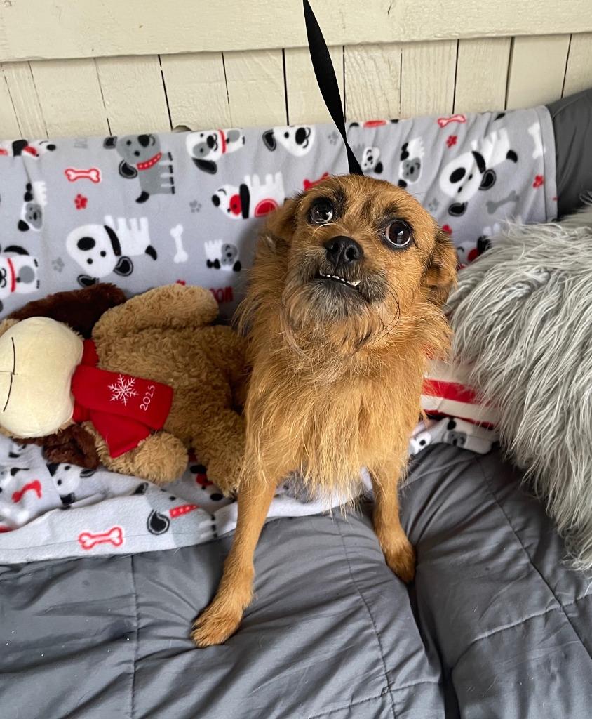 Barnum, Adoptable, Young Male Terrier.