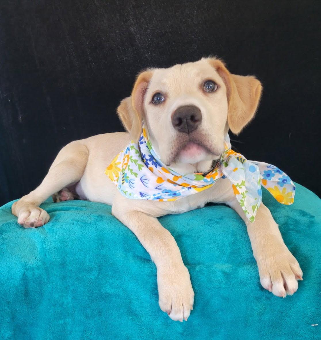 Waffles, adopted, Puppy Female Retriever & Labrador Retriever.