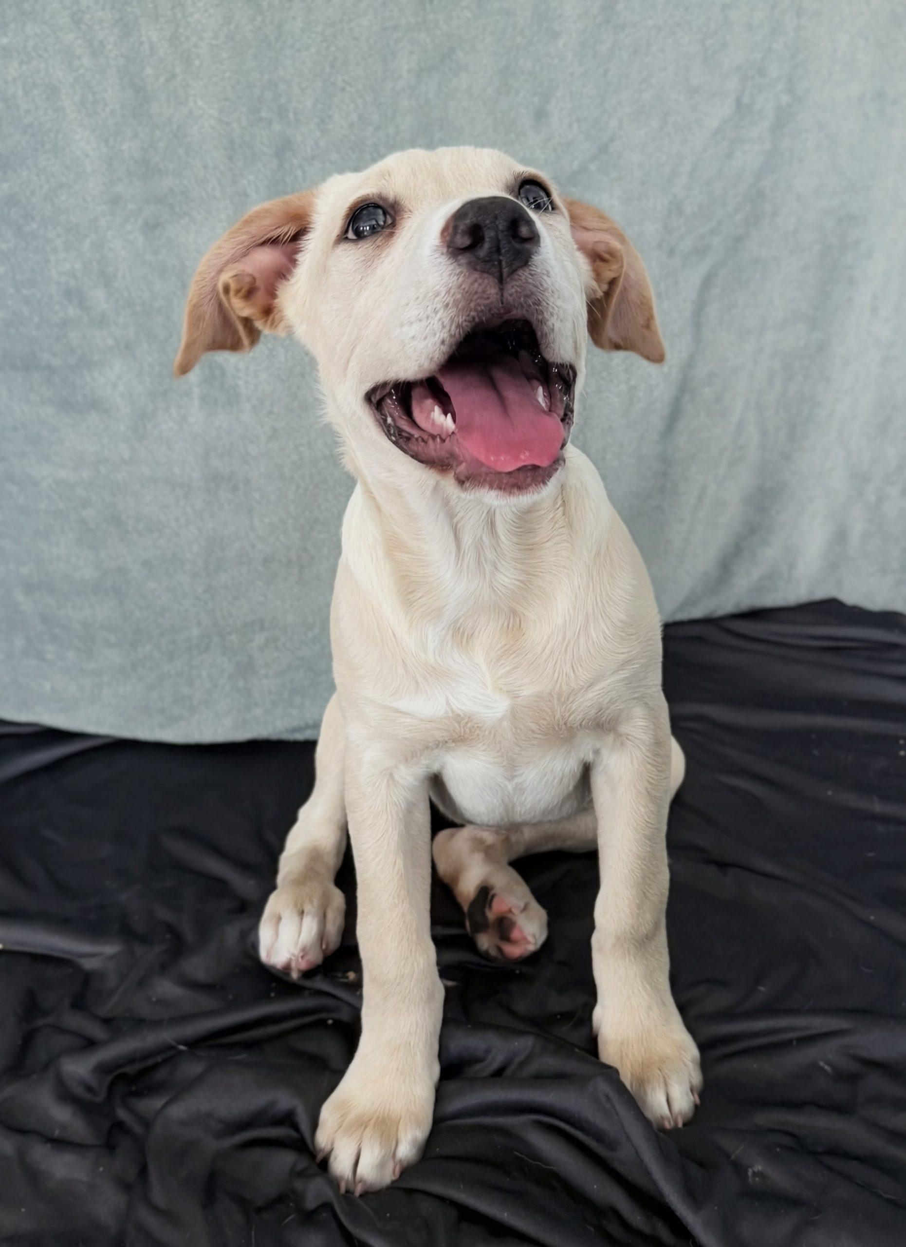 Enlarge Waffles, an adopted mixed breed in South Portland, ME image 6/6