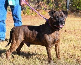 Enlarge DA 5 Justin, a Adoptable Pit Bull Terrier in Glen Allen, VA image 1/3