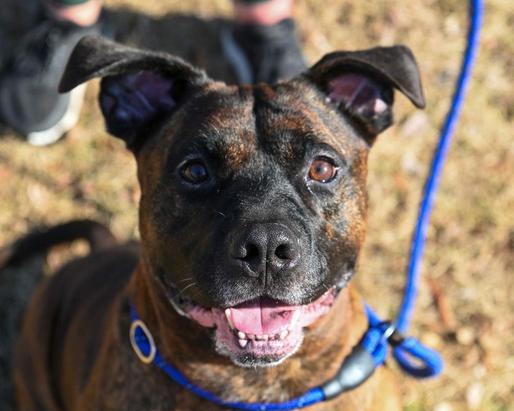 DA 12 Justin, Adoptable, Adult Male Pit Bull Terrier.