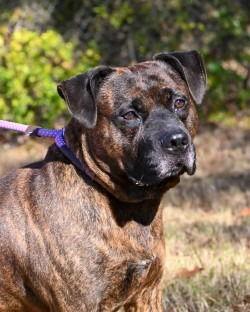 Enlarge DA 5 Justin, a Adoptable Pit Bull Terrier in Glen Allen, VA image 2/3