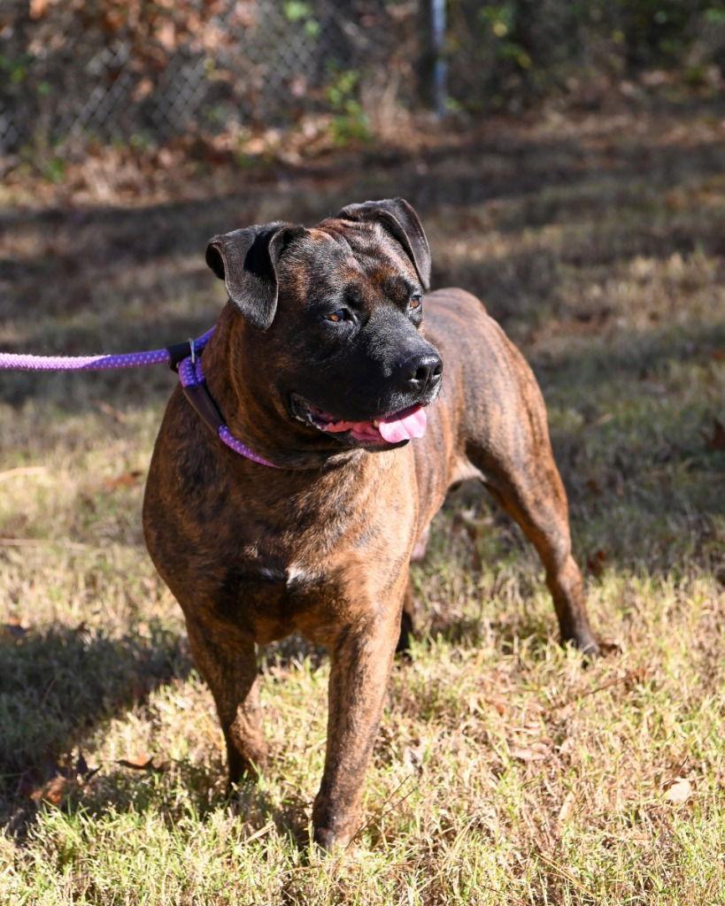 Enlarge DA 5 Justin, a Adoptable Pit Bull Terrier in Glen Allen, VA image 3/3