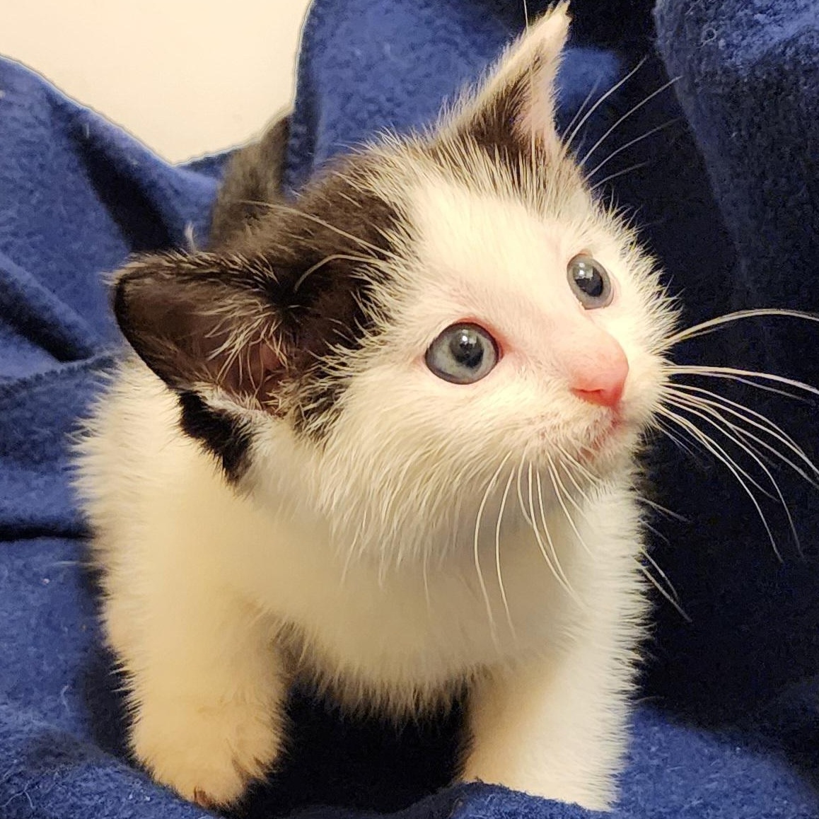 Holly, Adoptable, Kitten Female Domestic Short Hair.