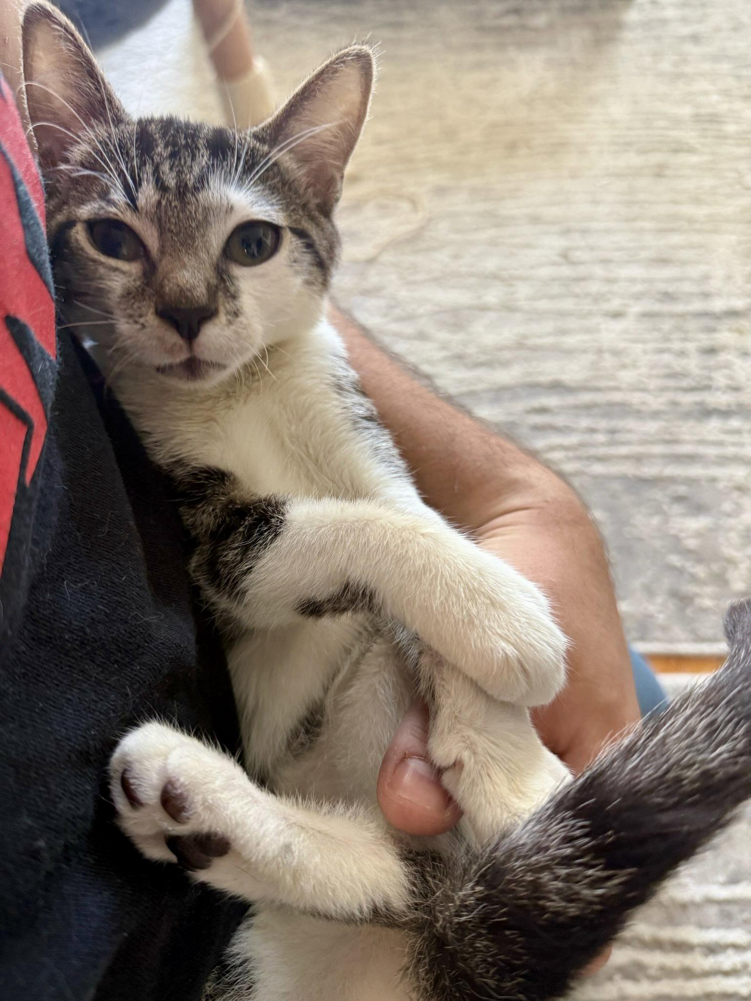 Enlarge Archie, a Adoptable Domestic Short Hair in Brooklyn, NY image 1/3