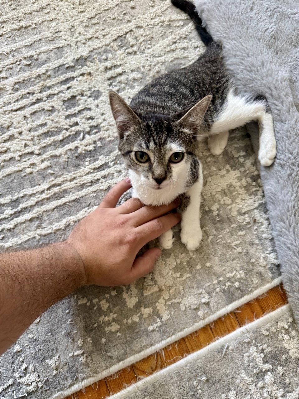 Enlarge Archie, a Adoptable Domestic Short Hair in Brooklyn, NY image 2/3