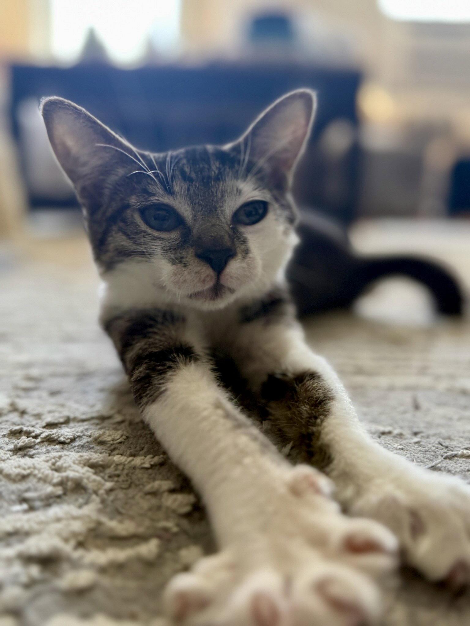 Enlarge Archie, a Adoptable Domestic Short Hair in Brooklyn, NY image 3/3