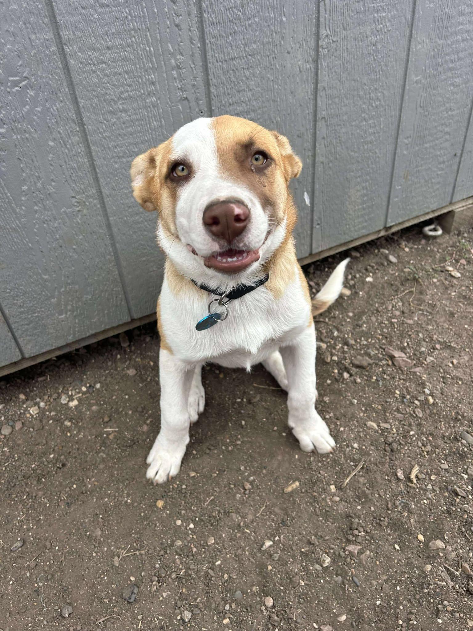 Aspen, Adoptable, Puppy Male Mixed Breed.