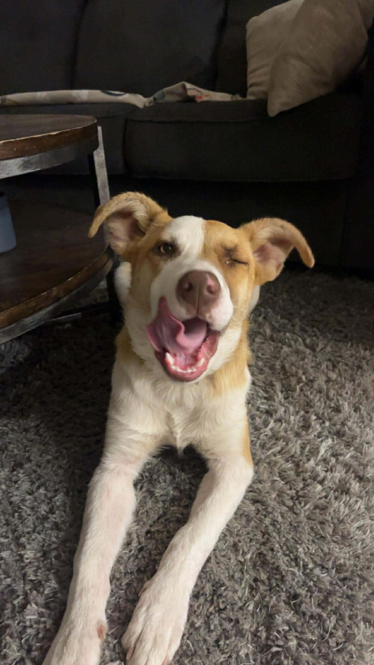 Aspen, a Adoptable Mixed Breed in Sioux Falls, SD image 2/6