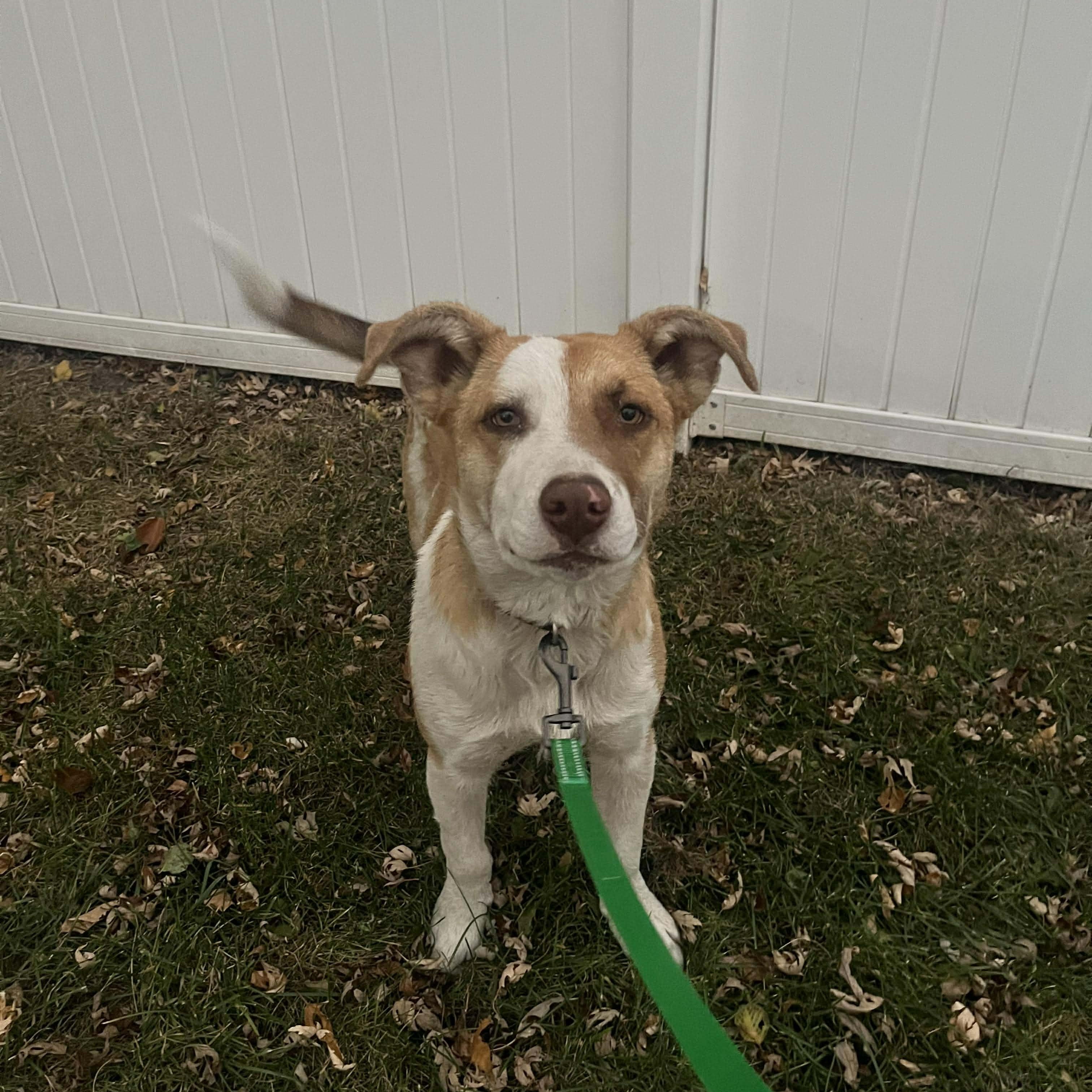 Aspen, a Adoptable Mixed Breed in Sioux Falls, SD image 3/6