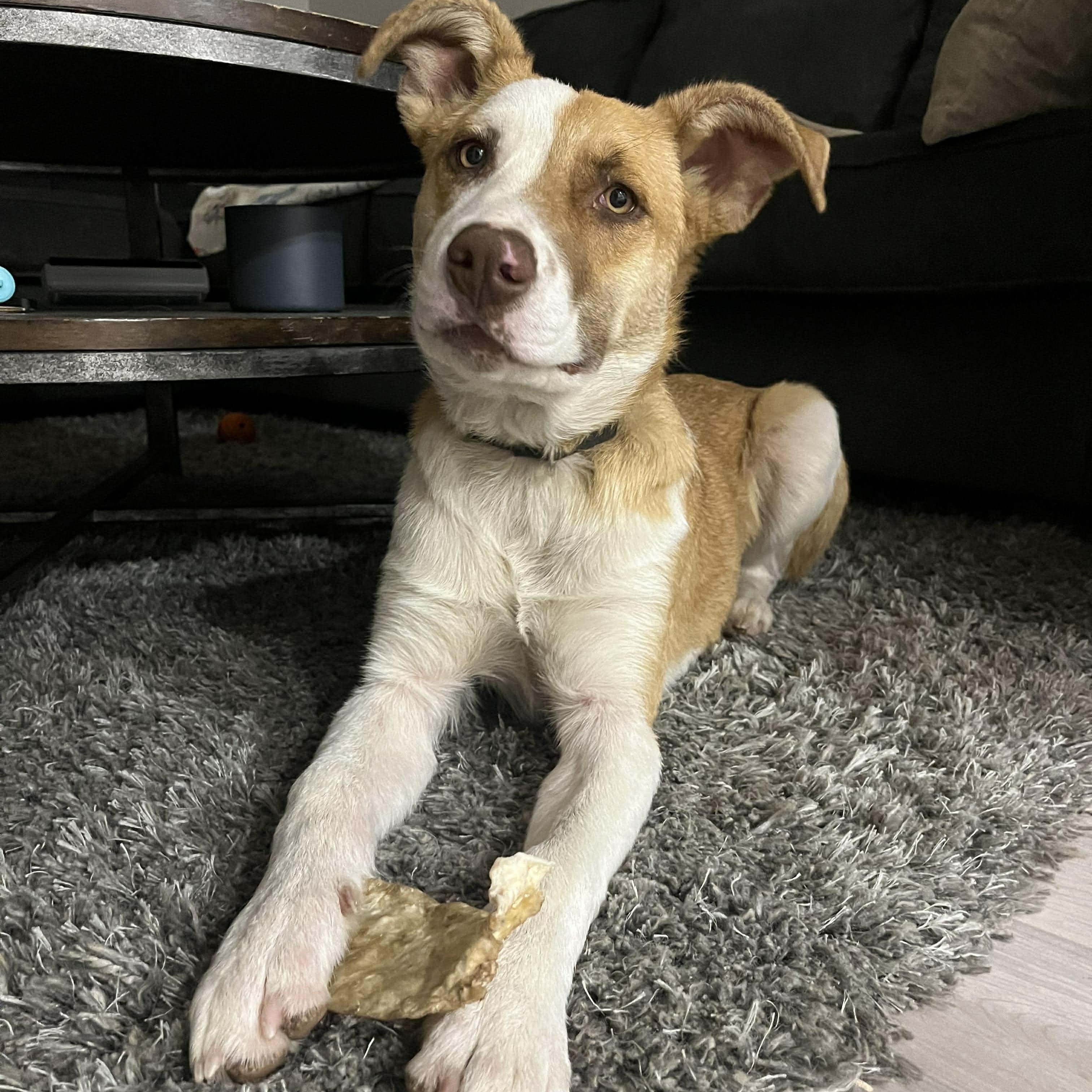 Aspen, a Adoptable Mixed Breed in Sioux Falls, SD image 4/6