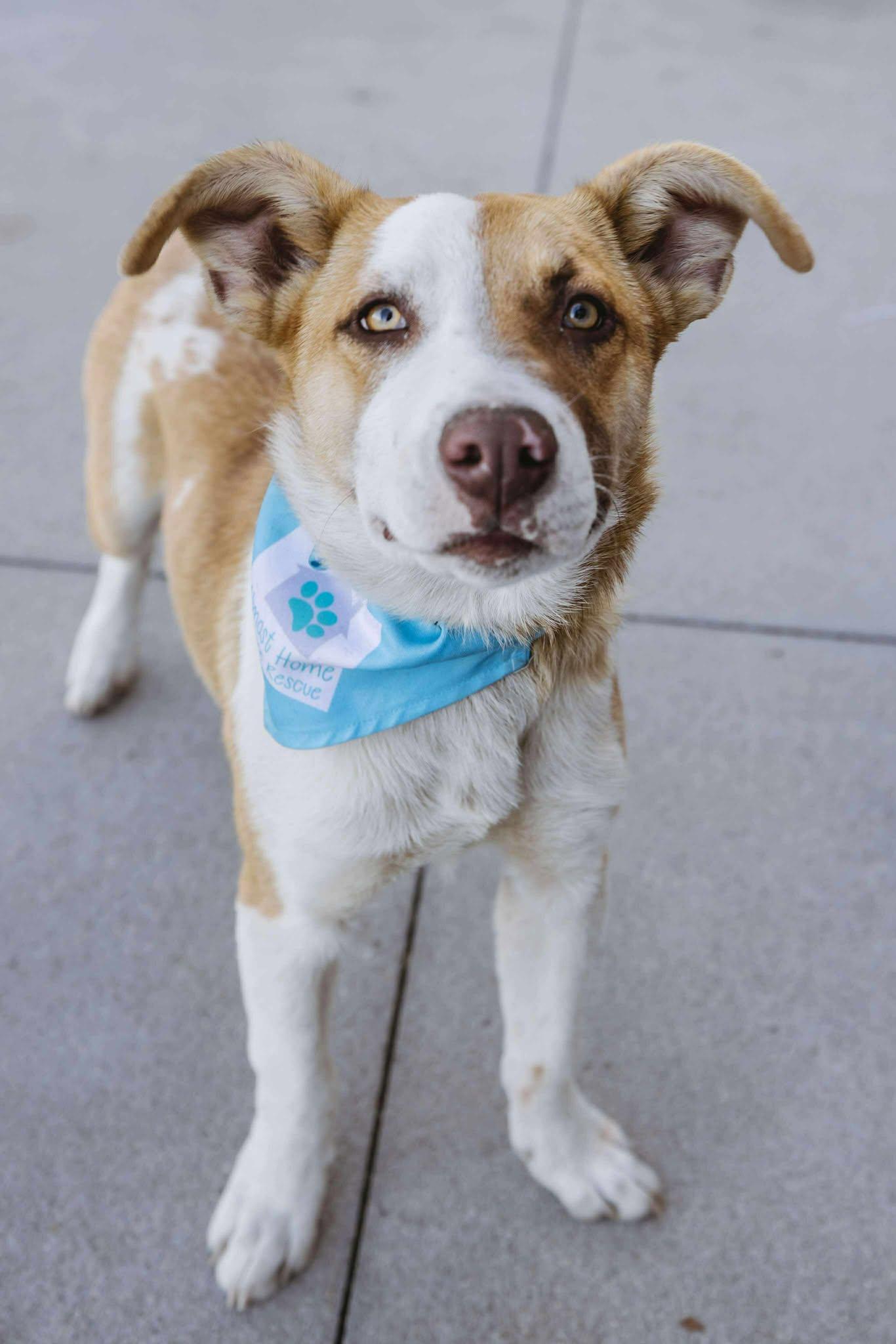 Aspen, Adoptable, Puppy Male Mixed Breed.