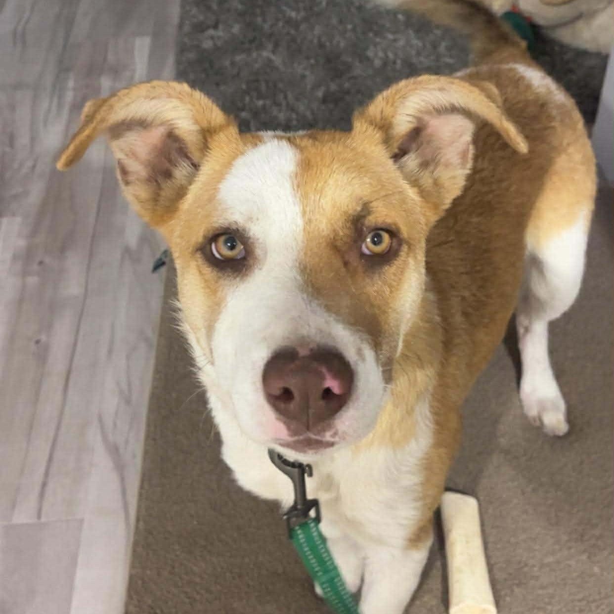 Aspen, Adoptable, Puppy Male Mixed Breed.